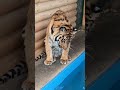 Замануха для Гекошки😂😂😂🐯❤