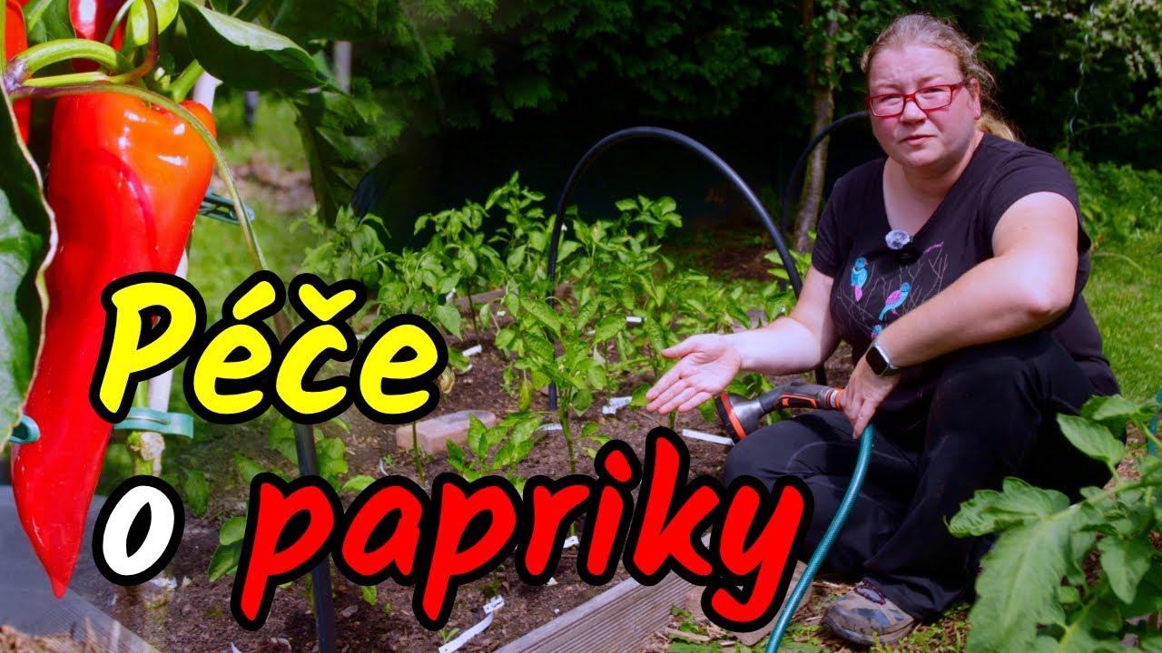 👩‍🌾🌶️Kompletní PÉČE o PAPRIKY až do sklizně! Péče o papriky po celou sezónu