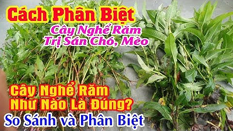 Cách Phân Biệt Cây Nghể Răm Trị Sán Chó Mèo Đúng Nhất