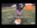 Doggy fun ball launcher review