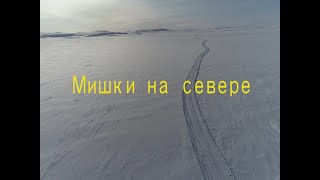 Мишки на севере