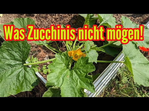 Video: Zucchini-Pflanzen fallen um - Was tun bei schiefen Zucchini-Pflanzen?