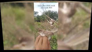 SUARA PIKAT CIBLEK SAWAH NEW 2020 KOMPILASI DIJAMIN ANTI ZOONK