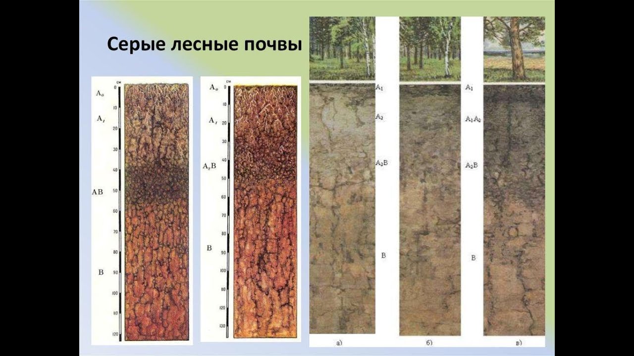 Почвы зоны смешанных лесов в россии. Дерново подзолистые почвы и серые Лесные почвы. Бурые Лесные и дерново-подзолистые почвы. Подзолисто бурые Лесные почвы профиль. Гумусовый Горизонт серой Лесной почвы.