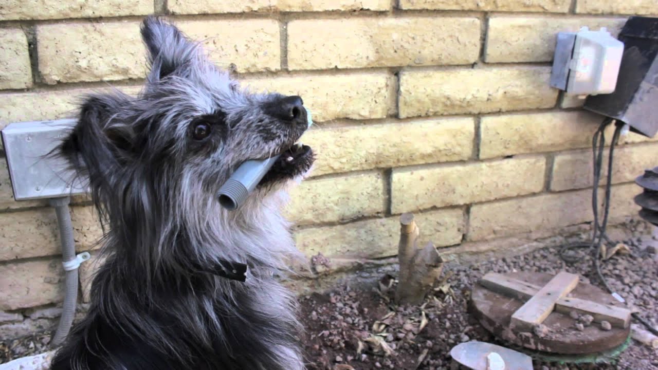 How to Stop a Dog From Chewing Sprinkler Heads : Dog Training Musts - YouTube