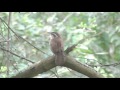 Carolina Wren singing. Brownsville, Texas.