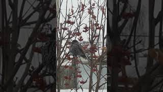 Птица Кедровка в Оренбургской области. Птица Кедровка в Оренбургской области.