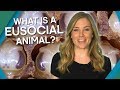 What Is A Eusocial Animal? | Earth Unplugged