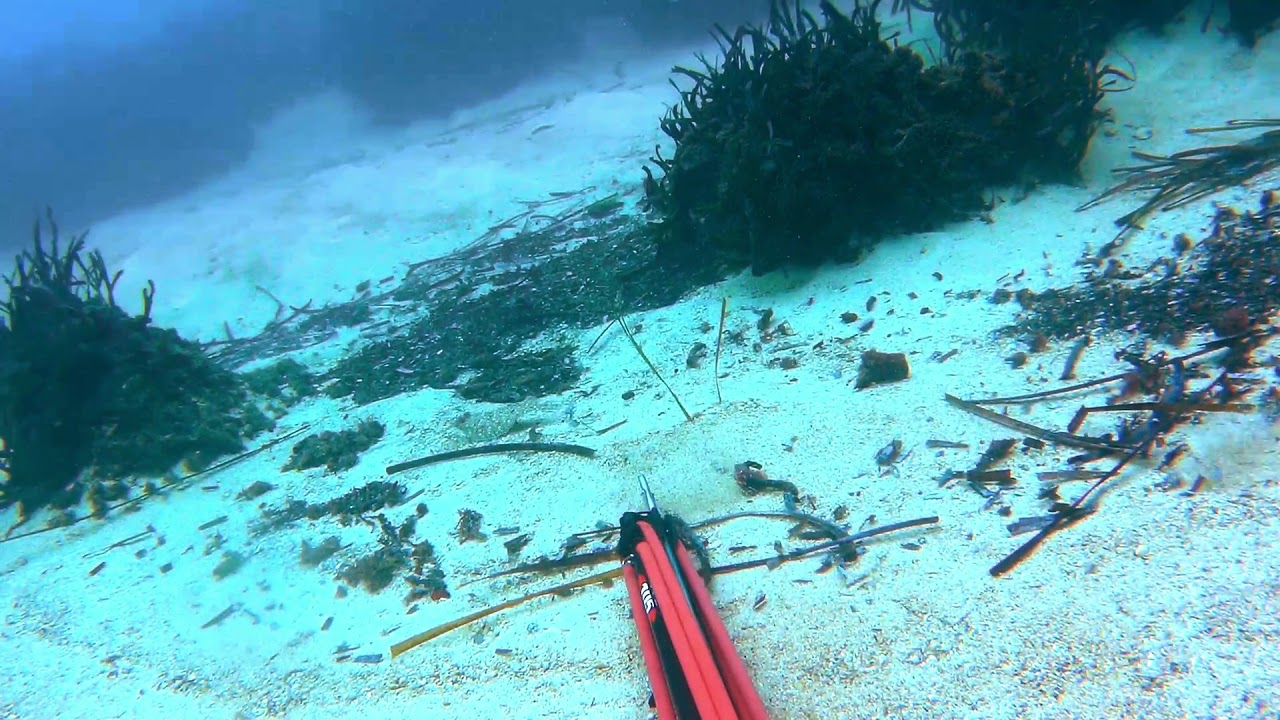 Amazing Nature - Camouflage  ( Freediving )