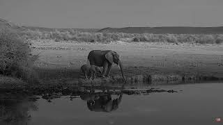 Африка. Вечер. Слоны - Africa. Evening. Elephants