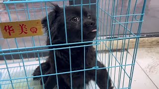 What’S Happening With Some Of Our Recent Rescues Including, Grape, Our Injured Mother Dog? by Animal Rescue Center-LiuLi 535 views 2 months ago 5 minutes, 27 seconds