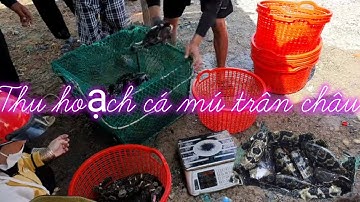 Thu hoạch cá mú trân châu dịp cận tết.//Ngư dân miền biển