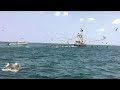 Dolphins Chasing Shrimp Boat For a Free Meal