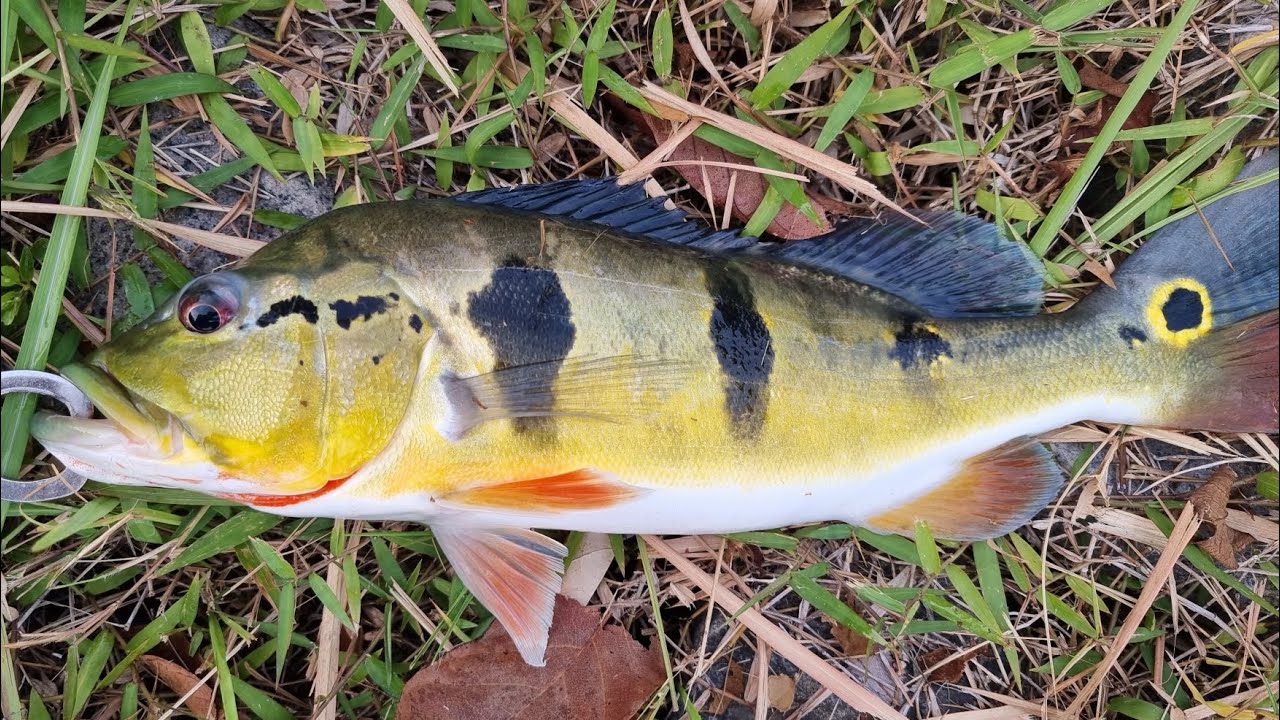 Peacock Bass fishing with Insta360 X3. Bass Manager The Best Bass