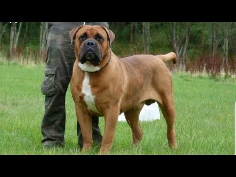 The Power of BOERBOEL dog