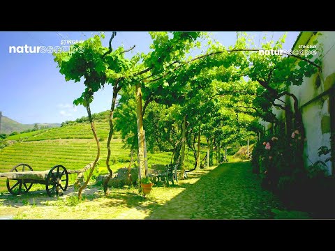 4K Relaxing Ambient Sound At The Beautiful Vineyards of Portugal (No Music) @StingrayNaturescape​