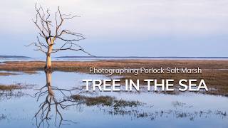 The Tree in the Sea | Photographing Porlock Salt Marsh Iconic Petrified Trees