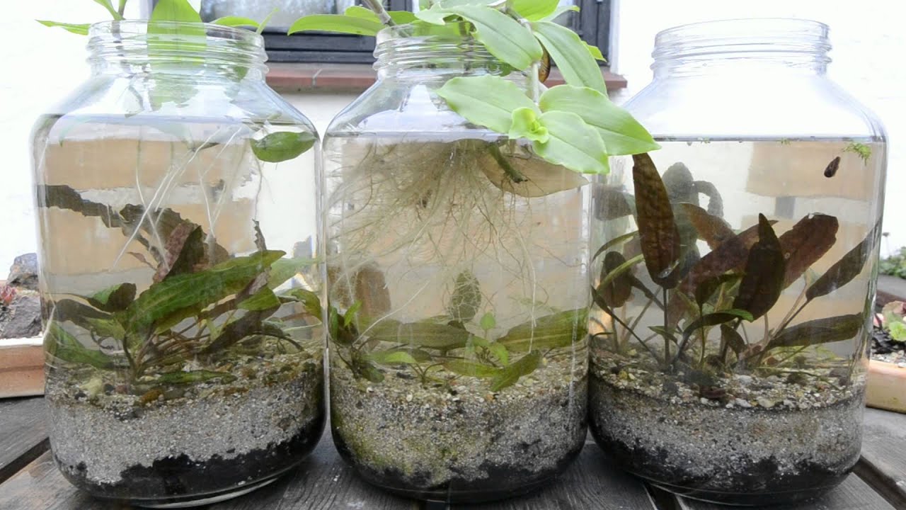 Aquatic plants outside and in cold water tanks Part 2. Cryptocoryne