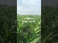 xitoy 101 f1 Makka urugʻimiz natijalari 914985852