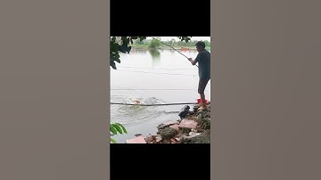 Xuống Cần Là Cá Cắn Câu Luôn #shorts #caulongbocondua
