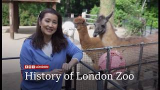 London Zoo to let visitors watch animal operations, with help of £20 million mystery donation 2 (UK)
