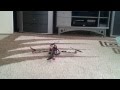 multiwii quadcopter indoor flight test