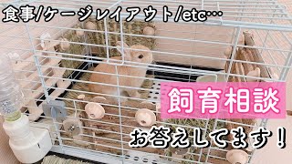 【うさ飼い初心者向け】飼育相談コメントにお答えしました！