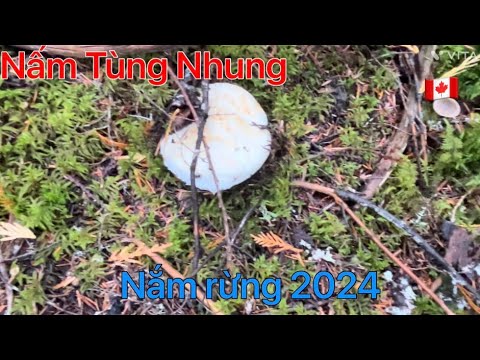 Hái nấm Rừng Tùng Nhung nấm Mồng Gà Ngon - YouTube