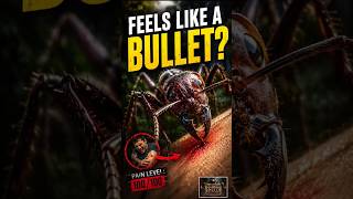 Tiny But Deadly: The Bullet Ant's Sting Will Shock You"