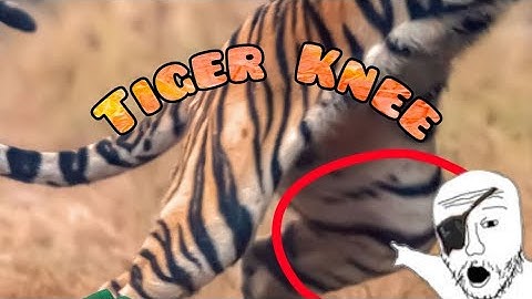 Fundamentals lesson 4: Demystifying The Tiger