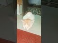 nice and cute cat in my home #shortvideo #islam #shorts #cat