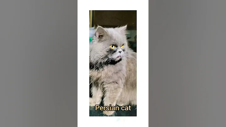 Video 466001: persian cat black colour, dog training, dog grooming