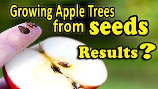 Growing an Apple Tree from Seeds | Fruit trees from Seeds  Yes, It’s Easy, but should you do it?