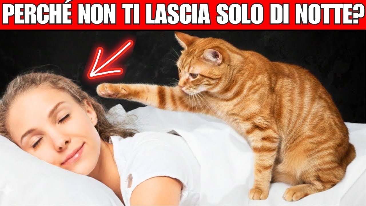 13 cose che il tuo gatto fa mentre dormi
