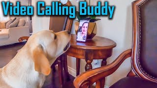 Video Calling My Dog After Leaving Him for A Day  He Goes Crazy