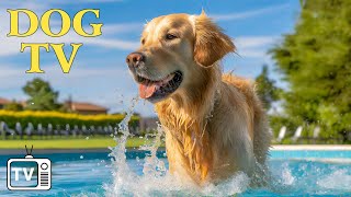 24 часа успокаивающей музыки для собак: DOG TV — видео, которые развлекут и расслабят вашу собаку...
