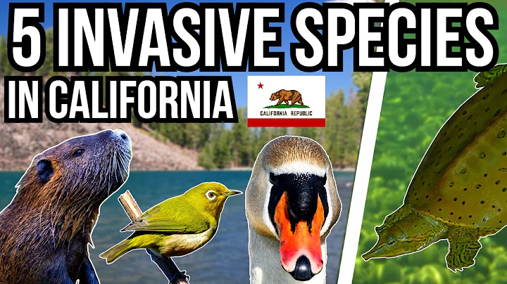 5 Problem Invasive Species In California
