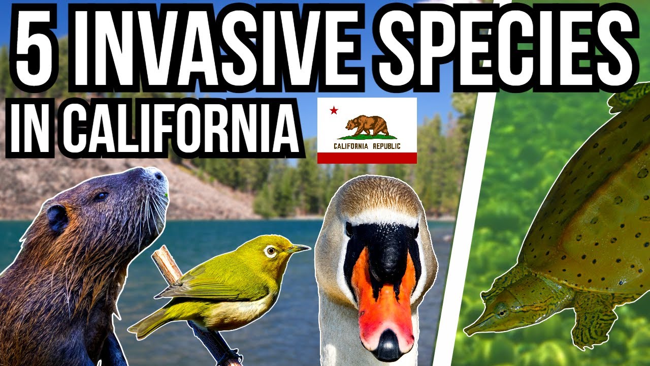 5 Problem Invasive Species In California YouTube 5 Problem Invasive Species In California YouTube