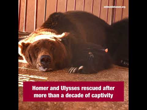 Bears Homer and Ulysses rescued from zoo!