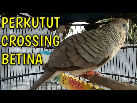 suara perkutut krosingan betina