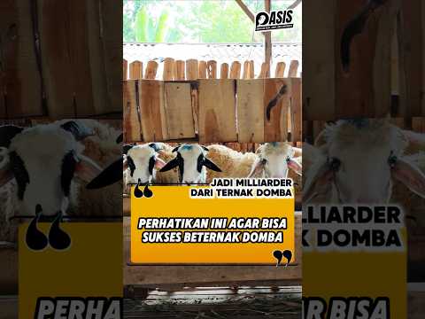 RAHASIA SUKSES TERNAK DOMBA
