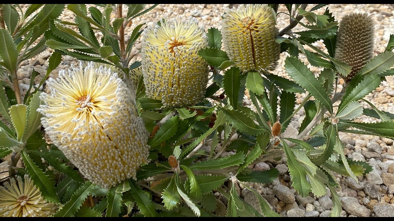 The making of the Banksia Garden - Australian National Botanic Gardens