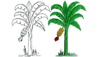 How to Draw Banana Tree Step by Step (Very Easy)