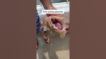 Thumbnail of PARASITE inside fishes nostril. Nature is crazy! #fishing #trout #shorts #interesting