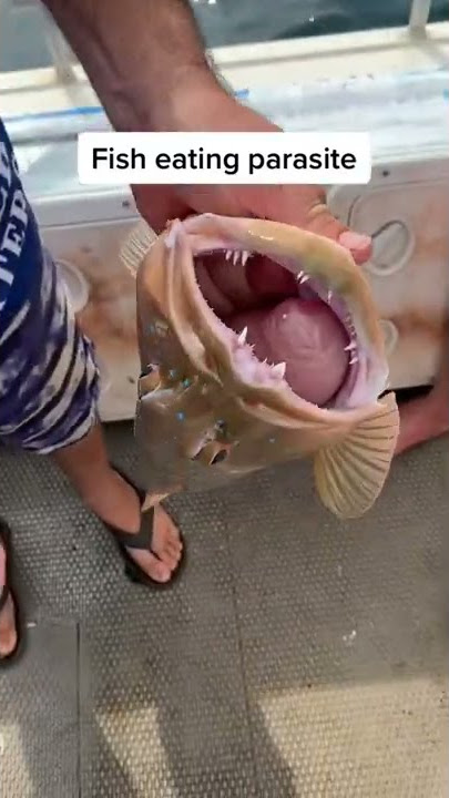 Download lagu PARASITE inside fishes nostril. Nature is crazy! #fishing #trout #shorts #interesting