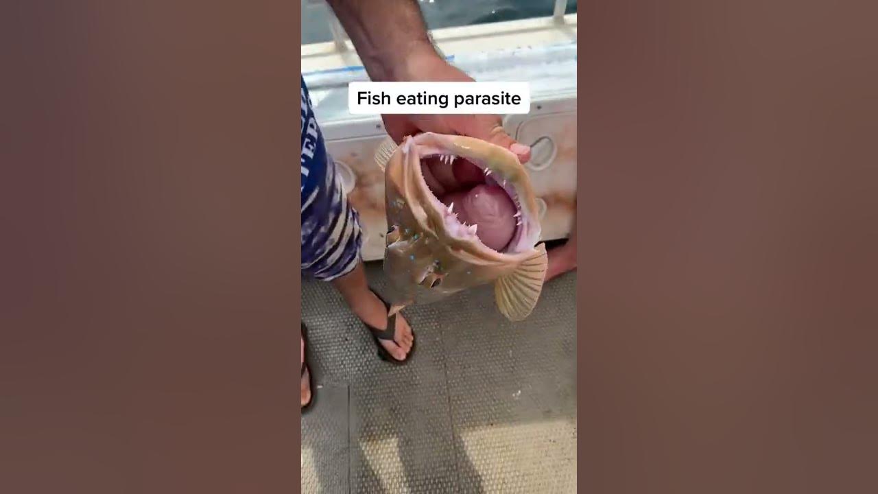 PARASITE inside fishes nostril. Nature is crazy! #fishing #trout #shorts #interesting