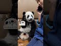 Cute Panda #panda #pandas #trending #viral #cute #animals #views #pets #short #ai #humor #kids #like