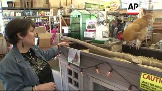 A Dallas hardware store owner isn't surprised when new customers have their feathers ruffled over th