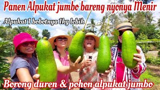 PERDANA PANEN ALPUKAT JUMBO‼️Panen terheboh bareng nyonya Menir di kebun mama Entik/ borong duren