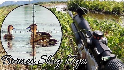 GILA❗️FULL POINT. SPOT BURUNG BELIBIS TERBANYAK. BERBURU BELIBIS "BORNEO SLUG  17GN"